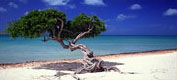 Aruba